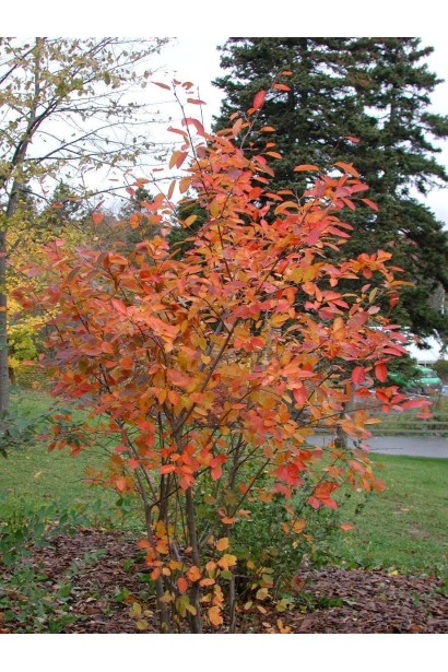 Amelanchier alnifolia Honeywood восени